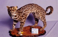 石虎藏品圖，第3張